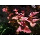Purppuraheisiangervo Magic Ball ‘LP1’ (Physocarpus opulifolius Magic Ball ‘LP1’)